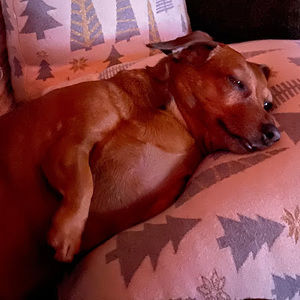 Meet your Posher, Missy